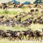 Serengeti Migration