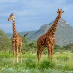 Game-viewing-in-Mkomazi-National-Park