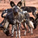 Wilddogs_in_Mkomazi_NP-1