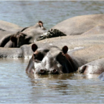 saadani np