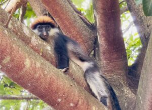 Udzungwa_national_park_monkey