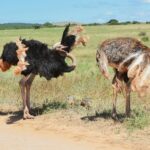 birdwatching-mikumi-national-park