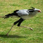 birdwatching-saadani-national-park-