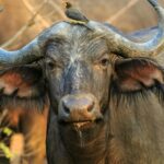 buffalo-herd-mikumi-national-park