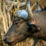 buffalo-herd-nyerere-national-park-plains