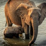 elephants-by-rufiji-river-nyerere-national