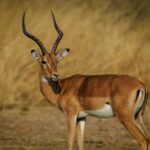 gazelle mikumi national park