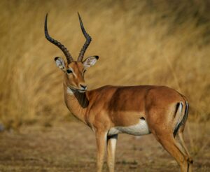 gazelle mikumi national park