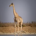 giraffes-mikumi-national-park-tanzania