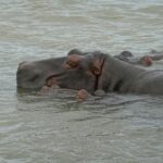 hippos-in-rufiji-river-nyerere-national-park