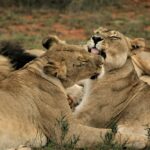 lions-resting-mikumi-national-park