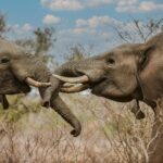 mikumi-national-park-elephants-in-savannah