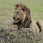 nyerere-national-park-lions-on-savannah